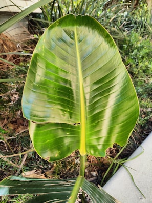 A large, vibrant green banana leaf with prominent veins and a shiny surface stands amidst a background of other plant foliage. The leaf shows some signs of small blemishes and natural wear.
