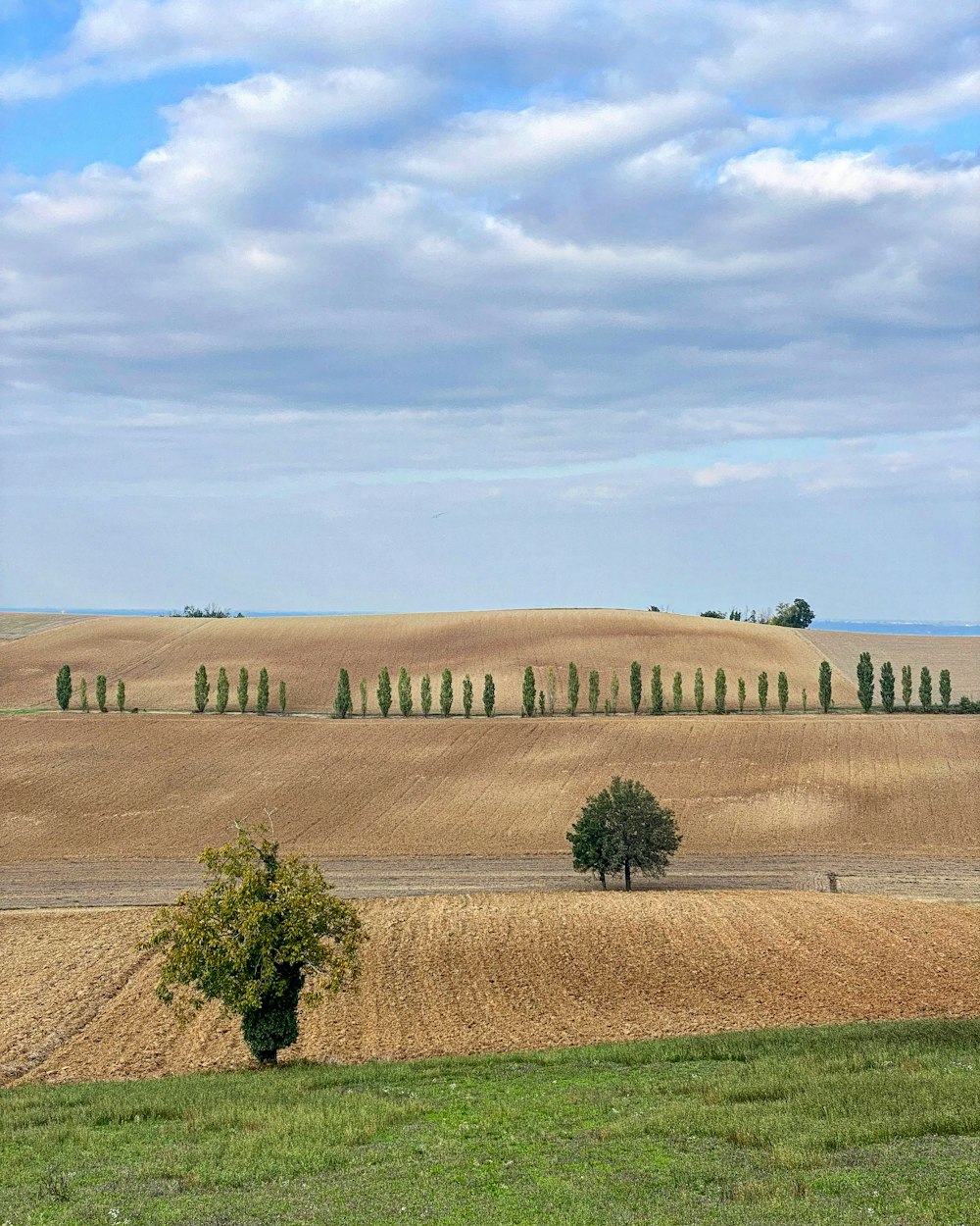 a large field with trees in the middle of it