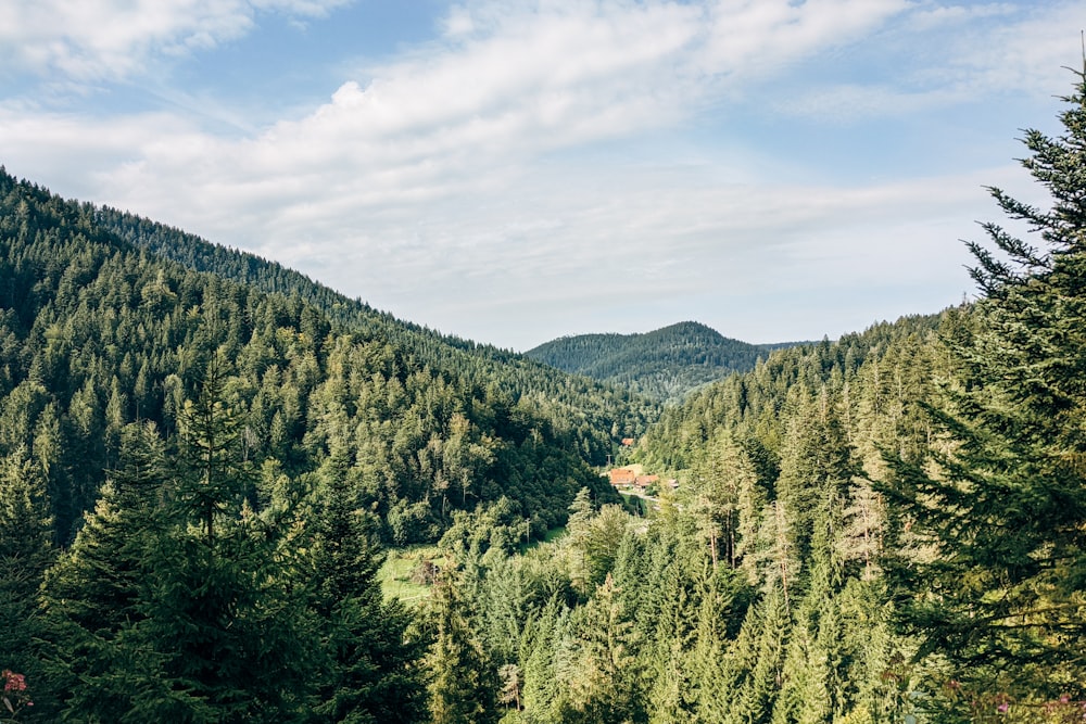 a forest filled with lots of tall green trees