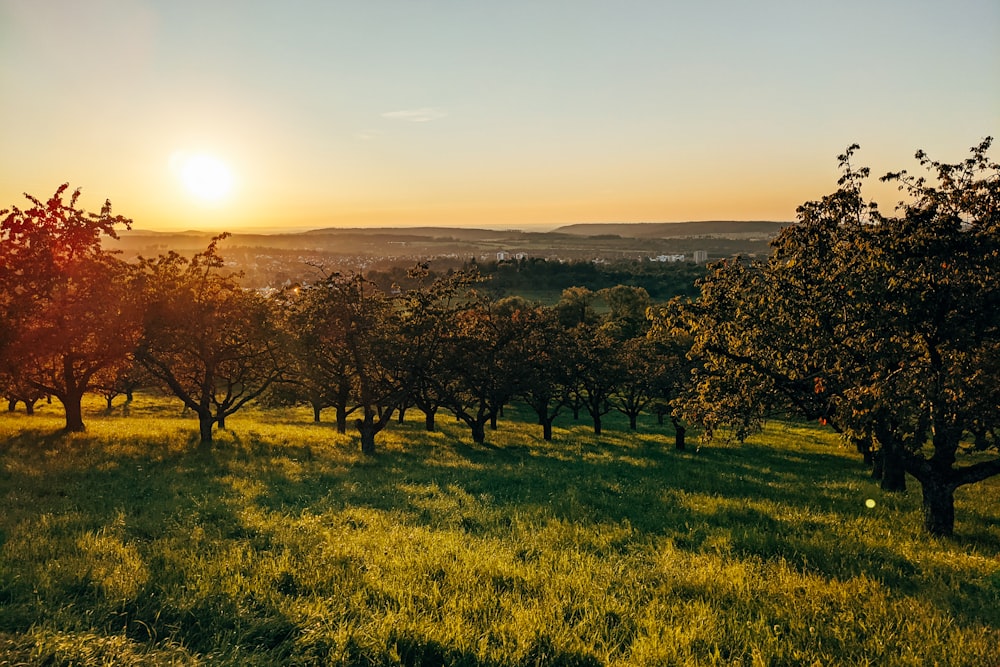 the sun is setting over a field of trees