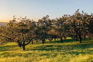 A peaceful orchard with sheep grazing under fruit trees on a sunny day.