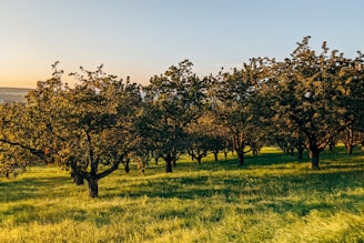 A tranquil orchard scene with soft green trees and blooming flowers under a clear blue sky.