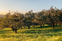 Sunlight streaming over rows of fruit trees on a peaceful farm.