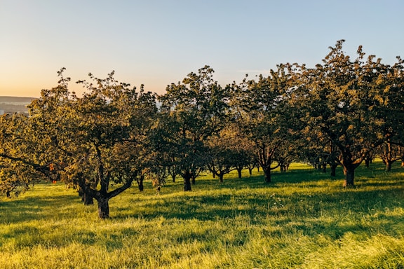 A sunlit almond orchard stretching into the horizon under a clear blue sky.
