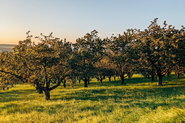 A tranquil orchard scene with soft green trees and blooming flowers under a clear blue sky.