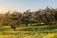 A serene orchard landscape with lush trees and soft sunlight filtering through the leaves.