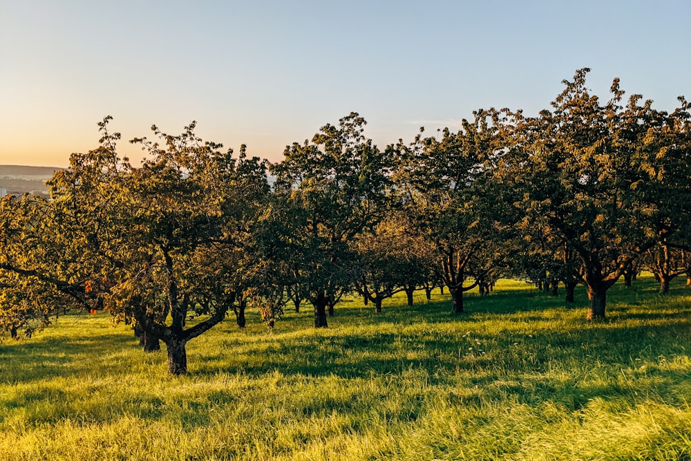 a grassy field with trees in the background