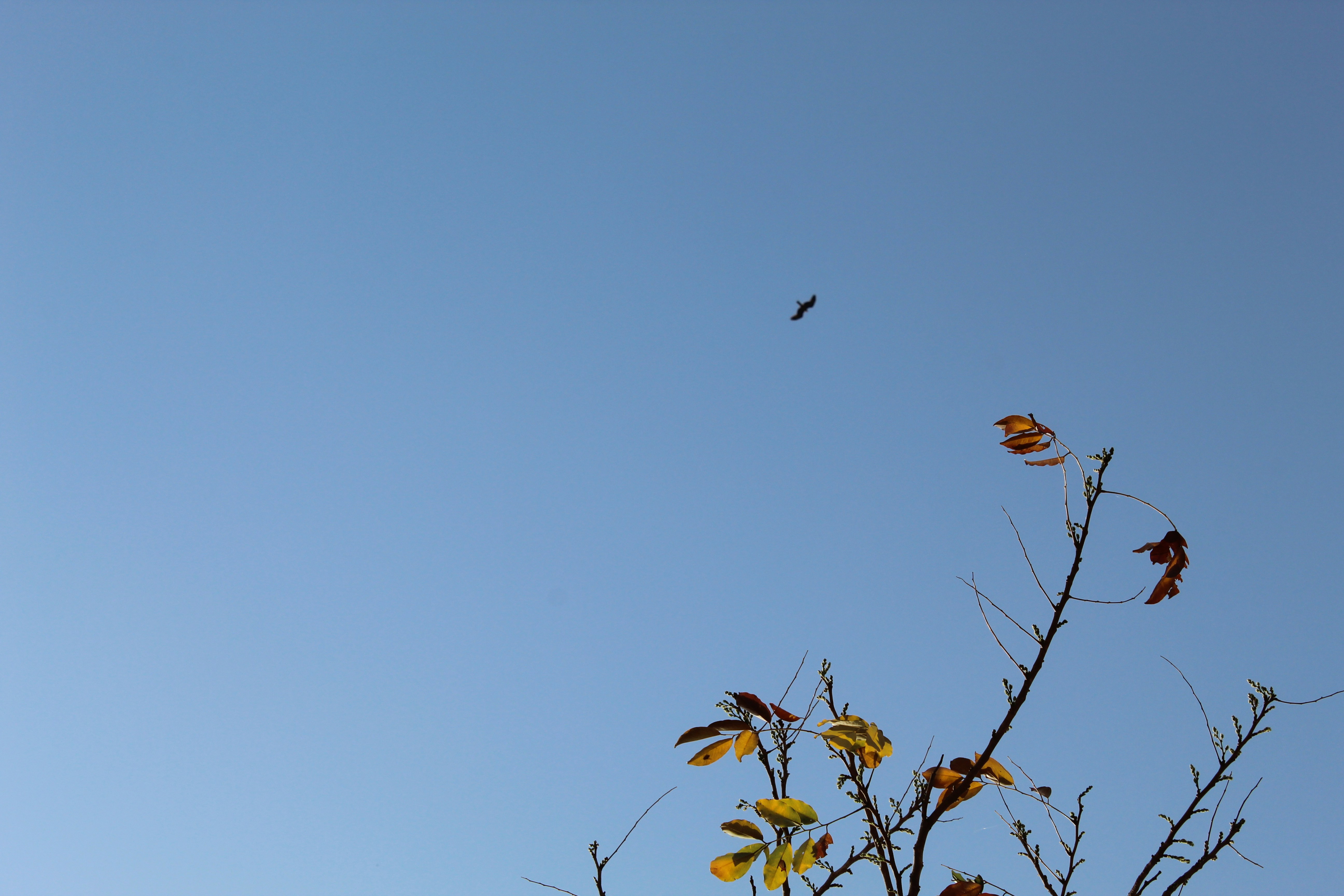 Photo by kraziechain