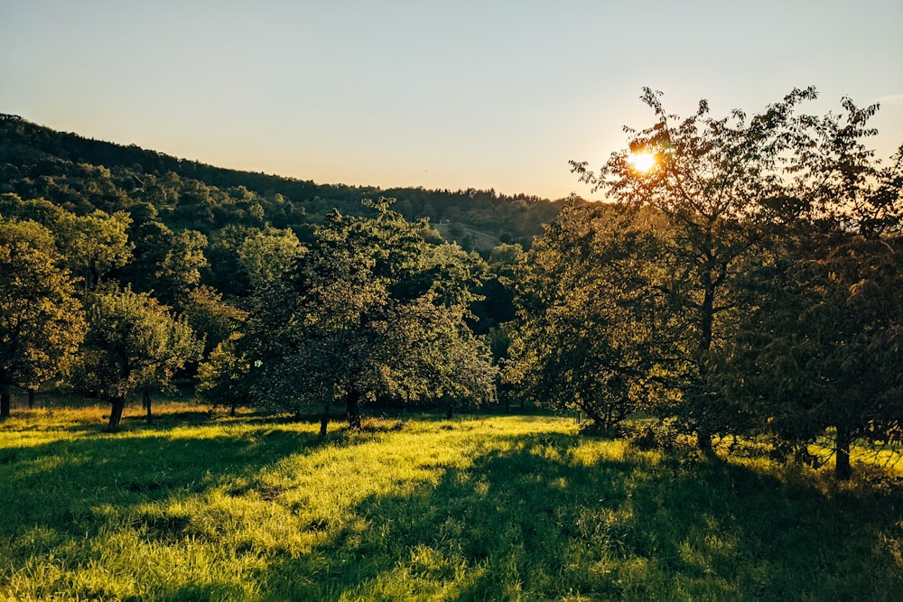 un campo erboso con alberi sullo sfondo