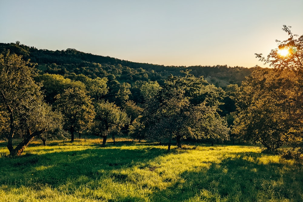 a grassy field with trees in the background