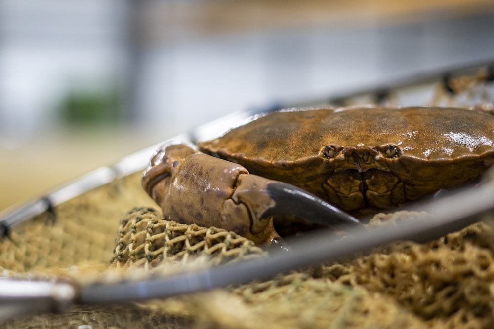 a close up of a crab on a table