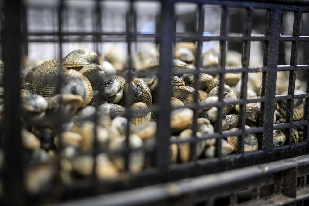 a bunch of clams in a metal container