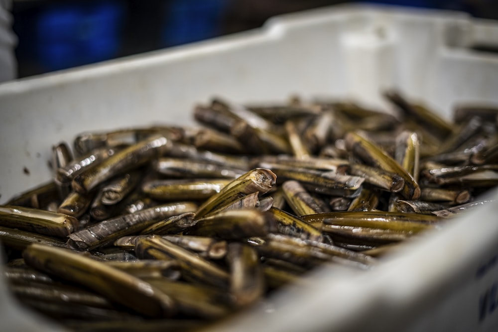 a white container filled with lots of dead fish