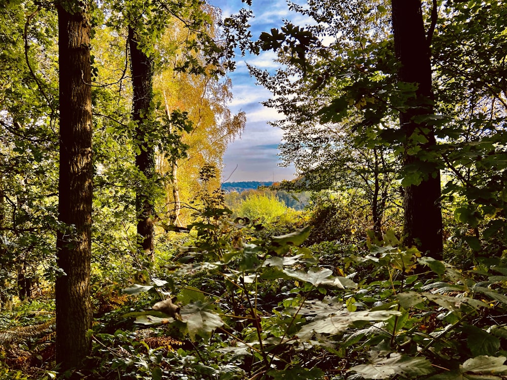 a forest with lots of trees and leaves