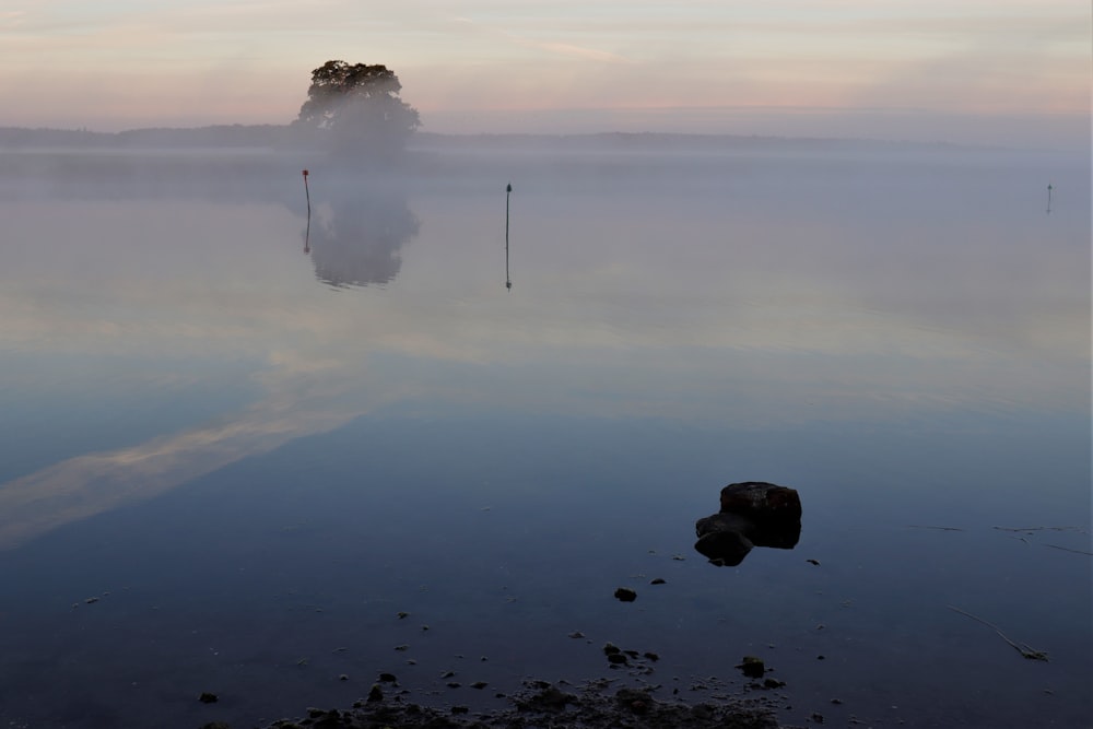 a body of water with a tree in the distance