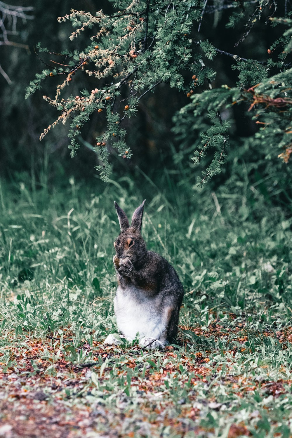 Un conejo está sentado en la hierba cerca de un árbol