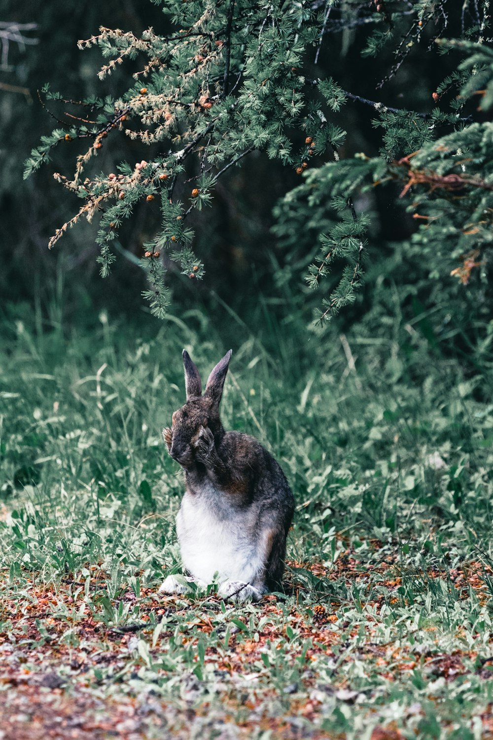 a rabbit sitting in the grass next to a tree