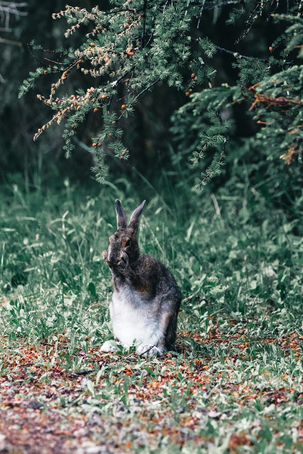 a rabbit sitting in the grass next to a tree