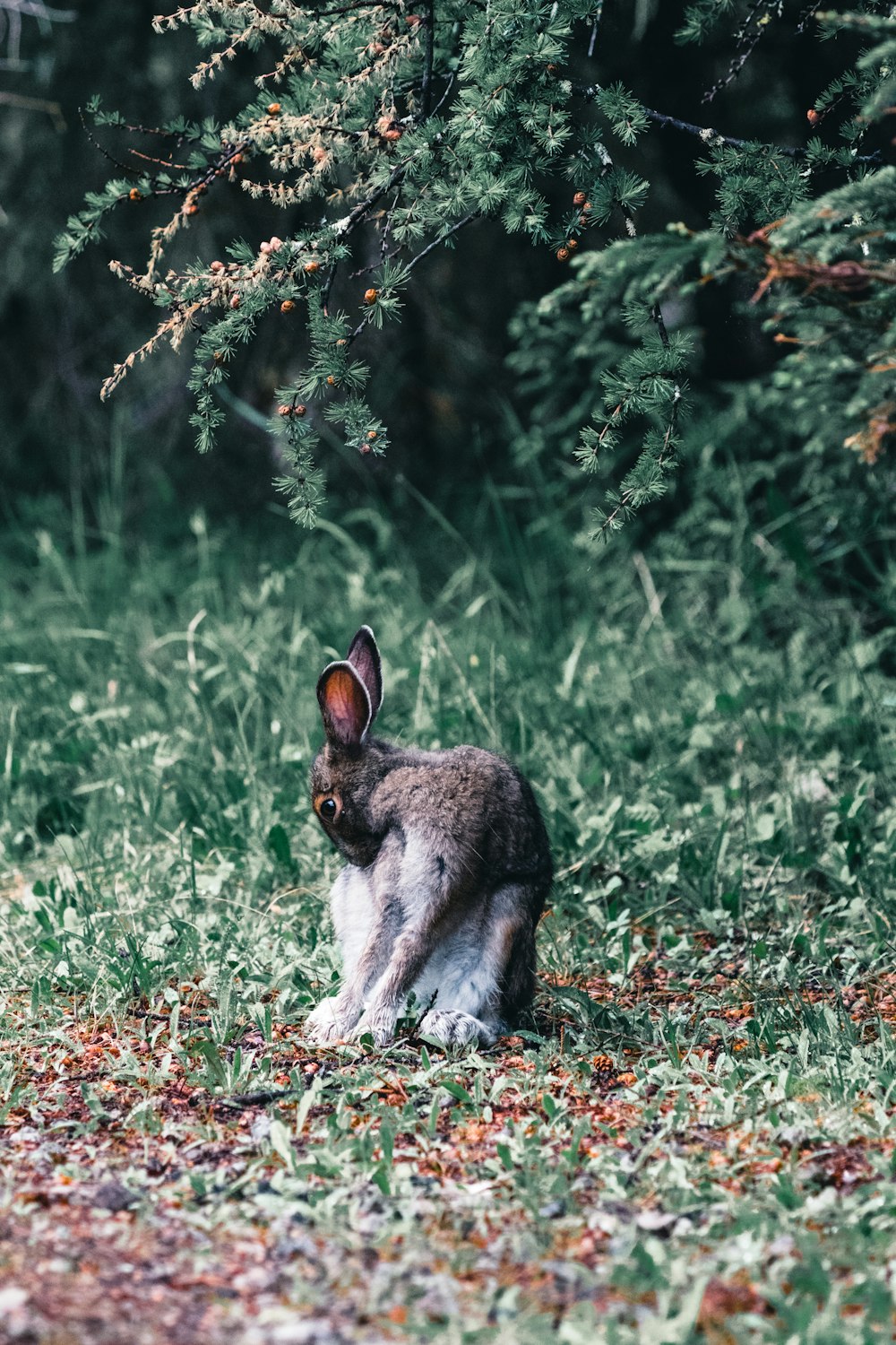 a small rabbit is standing in the grass
