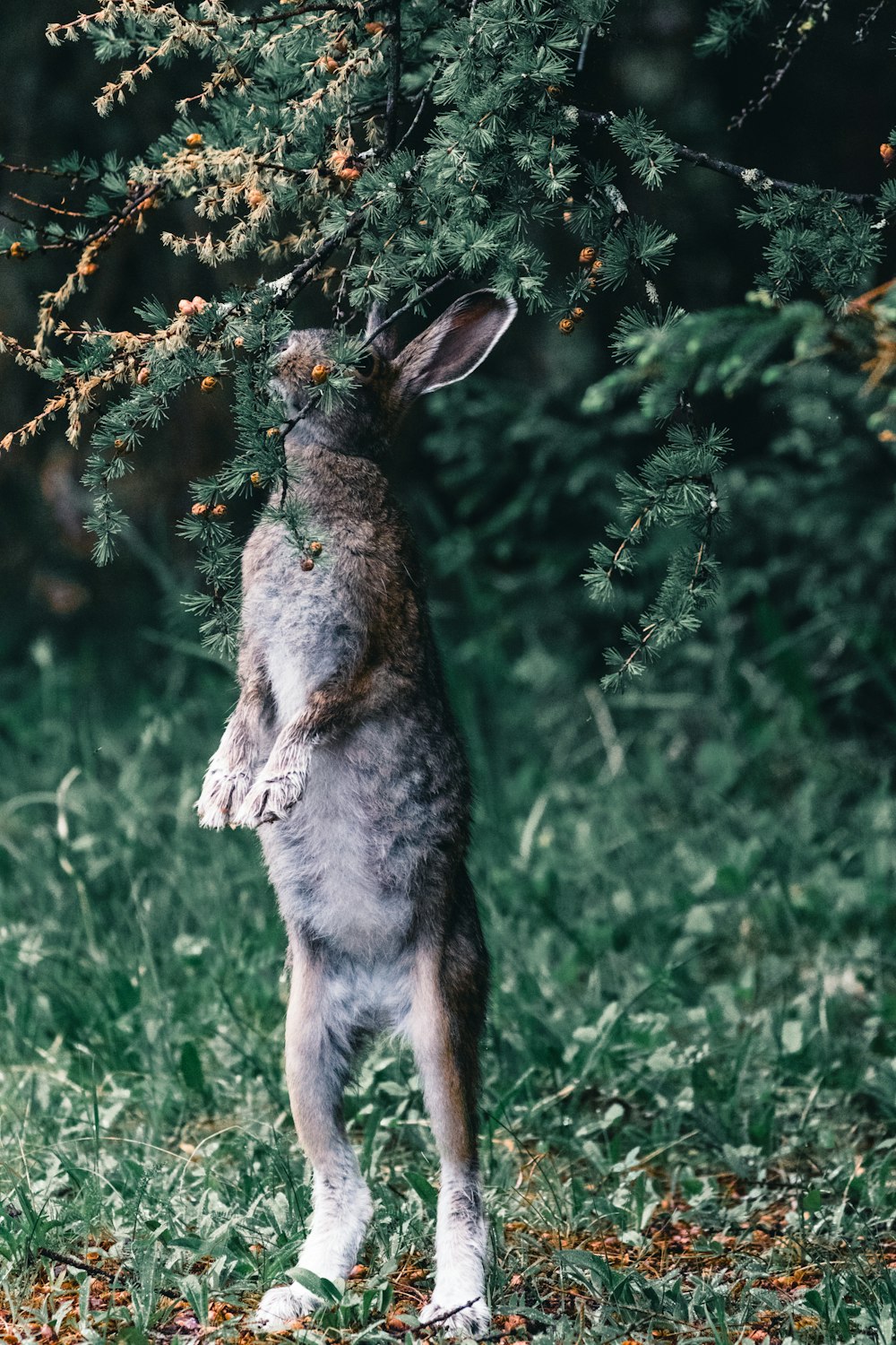 a rabbit standing on its hind legs in the grass