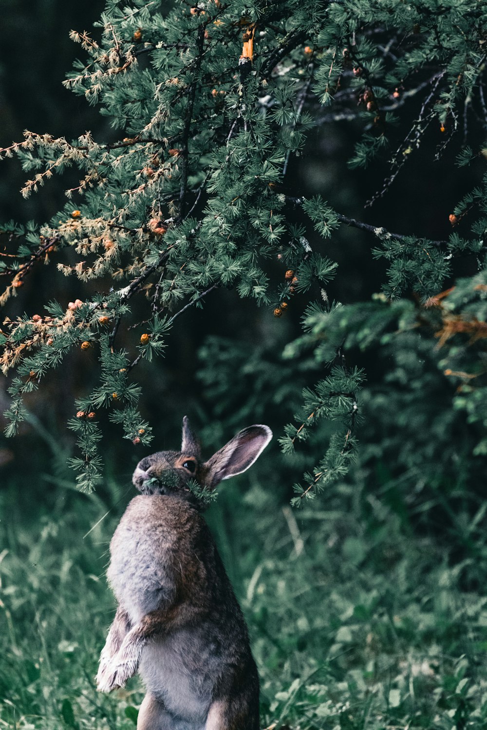 a rabbit standing on its hind legs in the grass