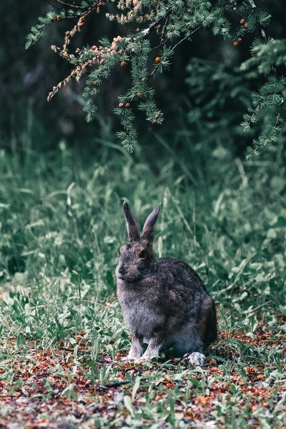 a rabbit sitting in the grass near a tree