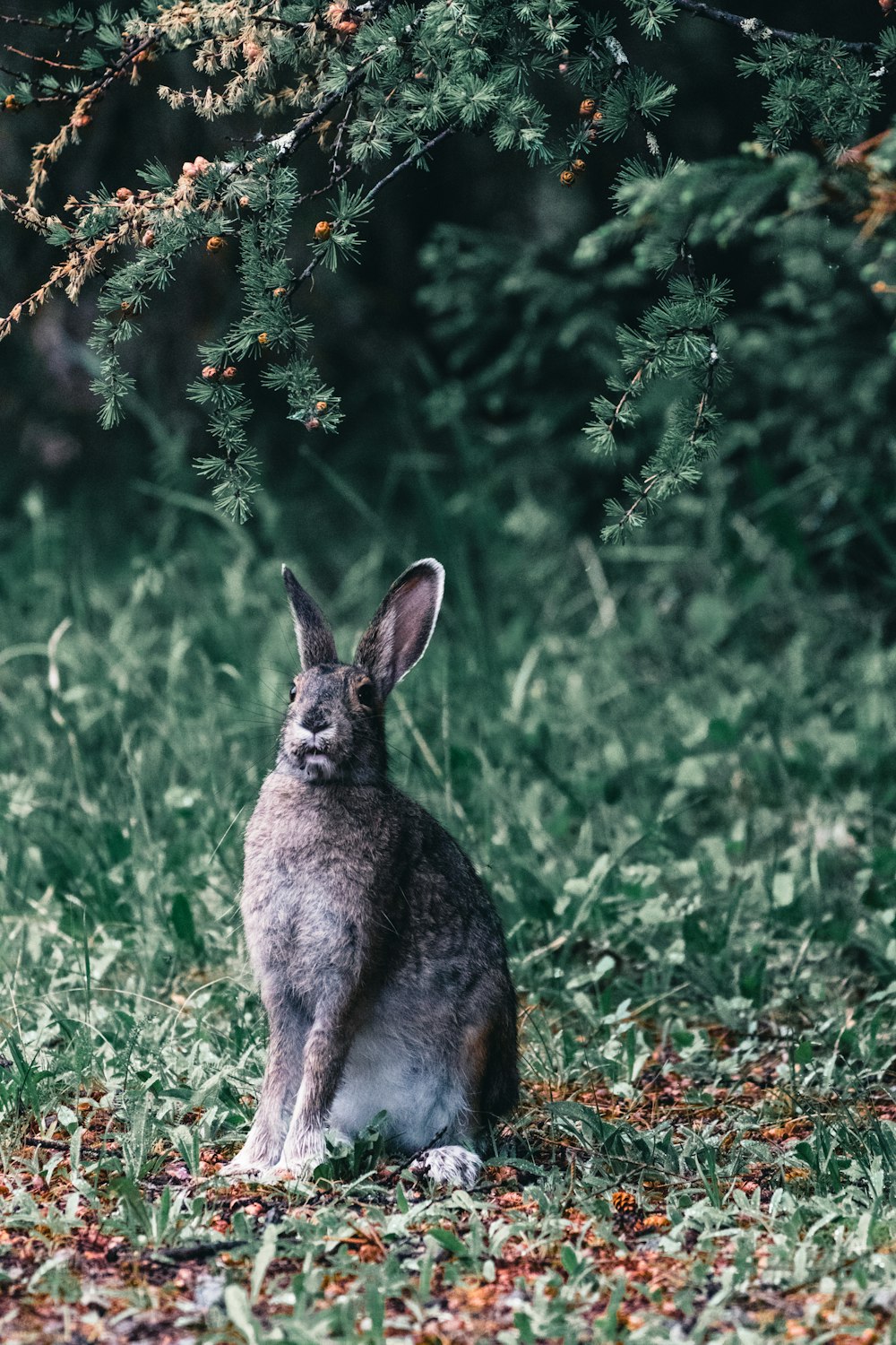 木の隣の草に座っているウサギ
