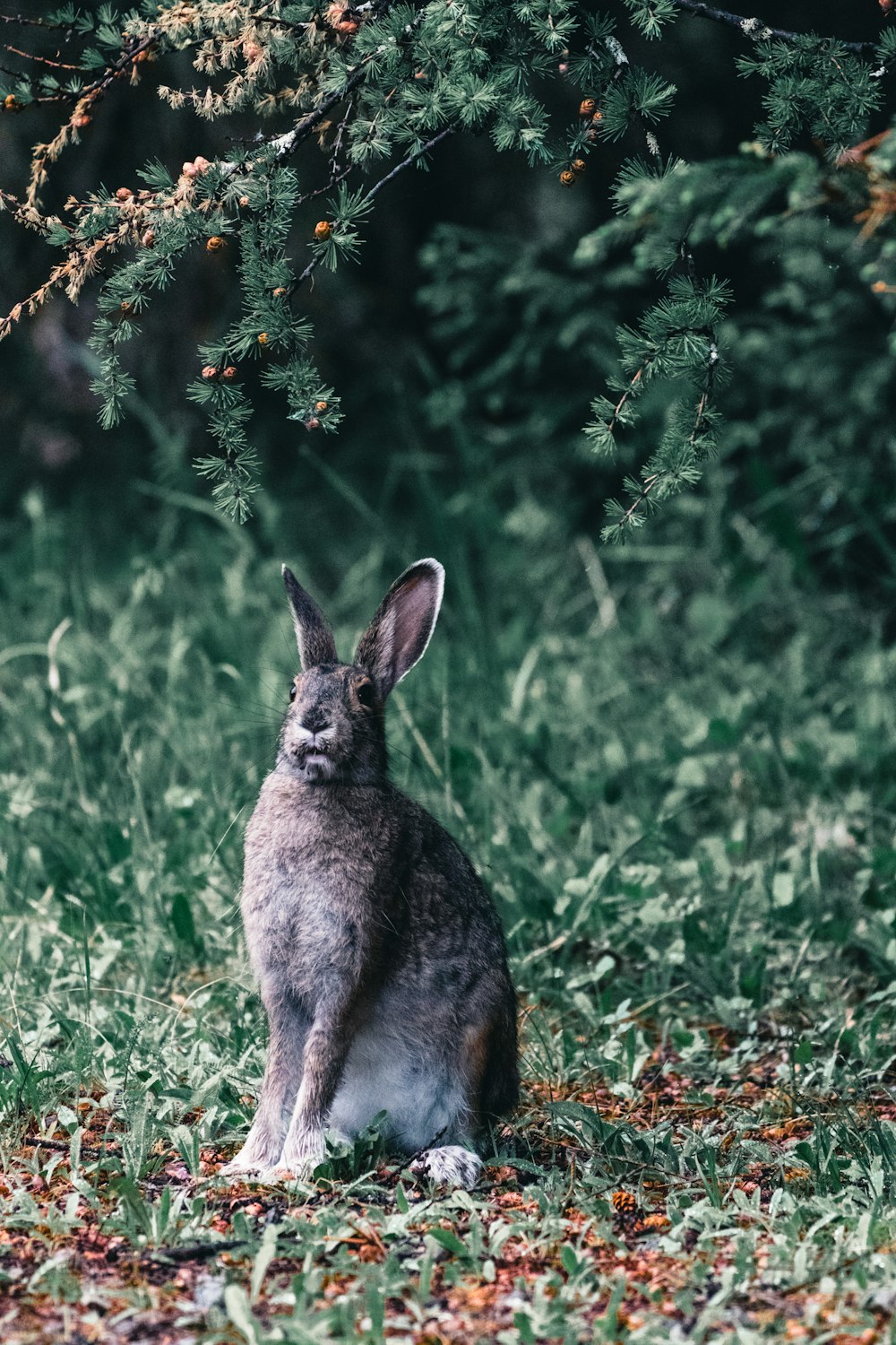 a rabbit sitting in the grass next to a tree