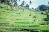 Rolling terraced fields stretching across hills with layers of vibrant green under a clear sky.