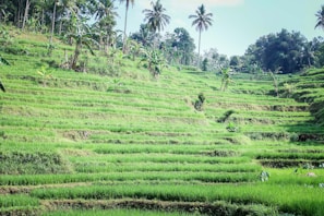 Rolling terraced fields stretching across hills with layers of vibrant green under a clear sky.