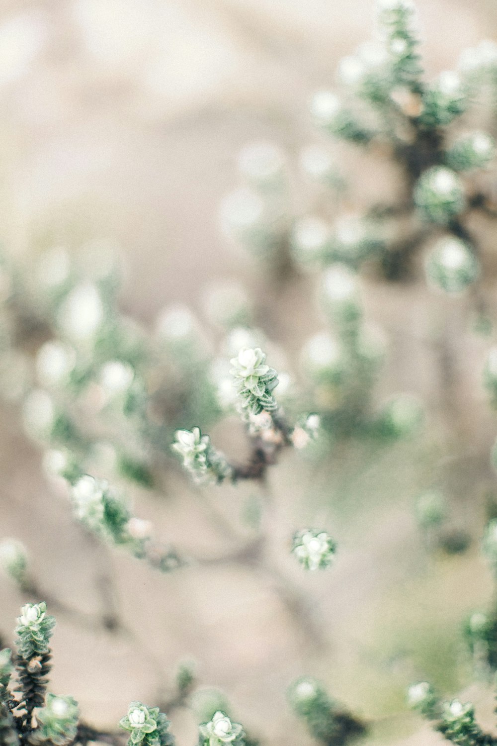 a close up of a plant with small white flowers