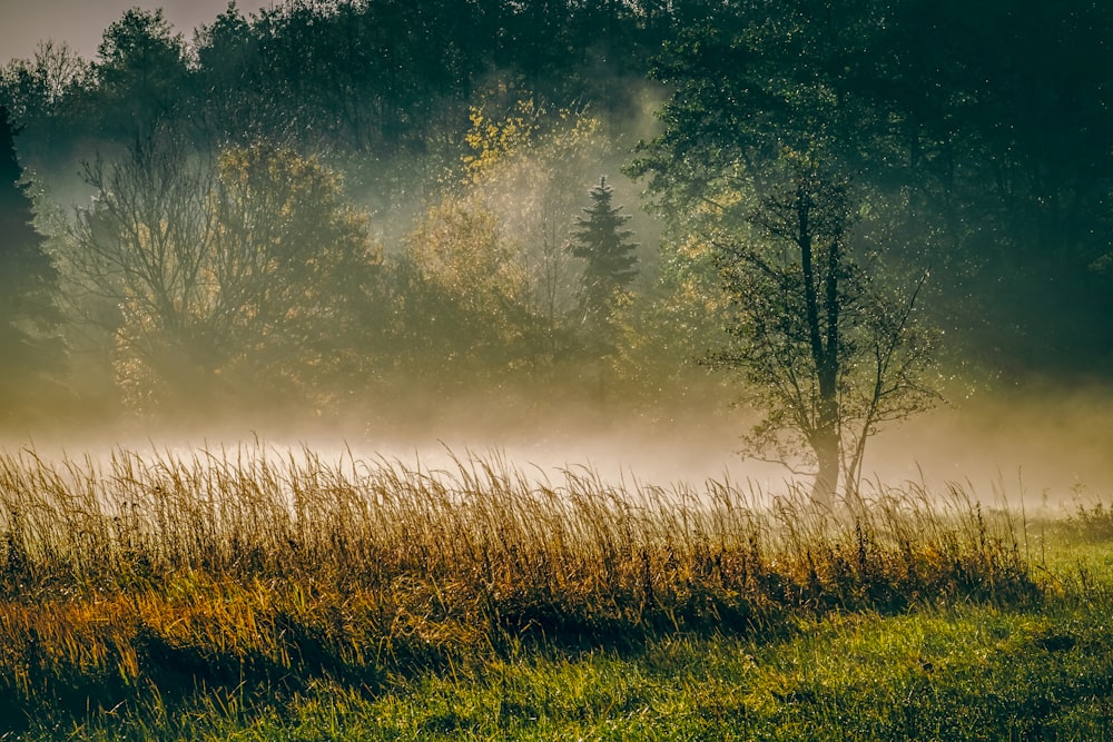 a foggy lake surrounded by tall grass and trees