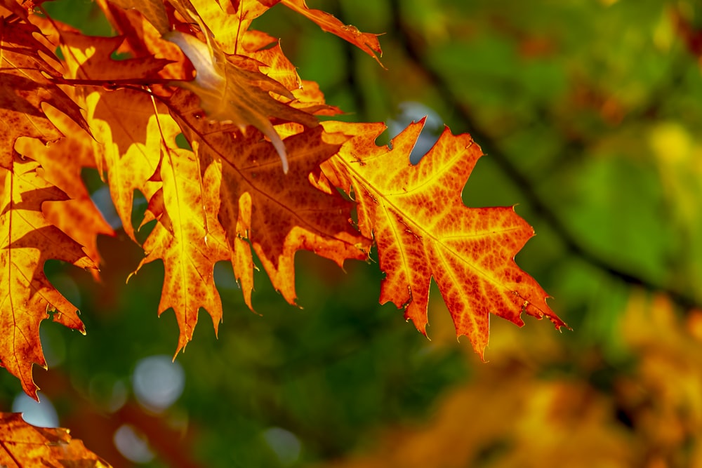 a close up of a leaf on a tree