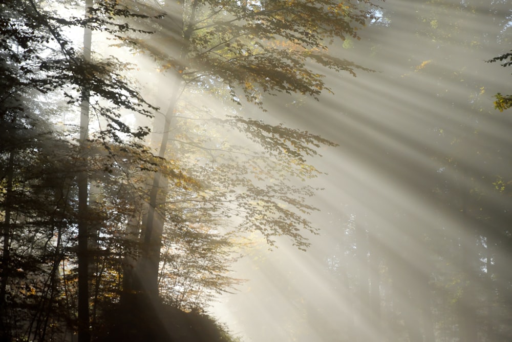 a foggy forest filled with lots of trees