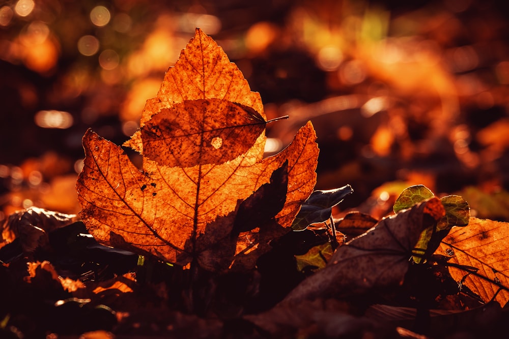 a close up of a leaf on the ground