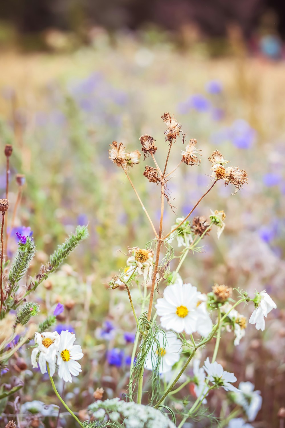 a field full of wildflowers and other flowers