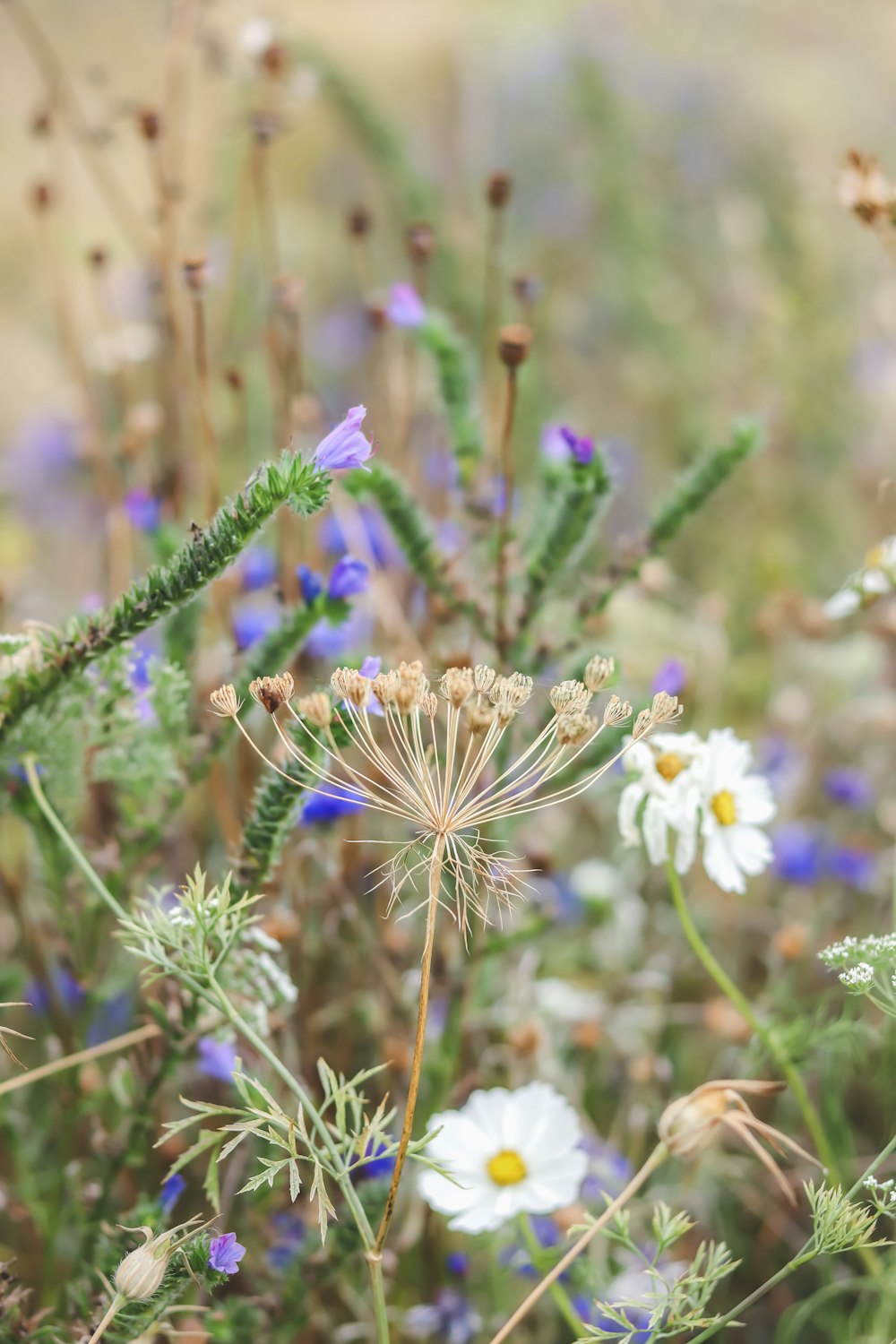 a field of wildflowers with blue and white flowers