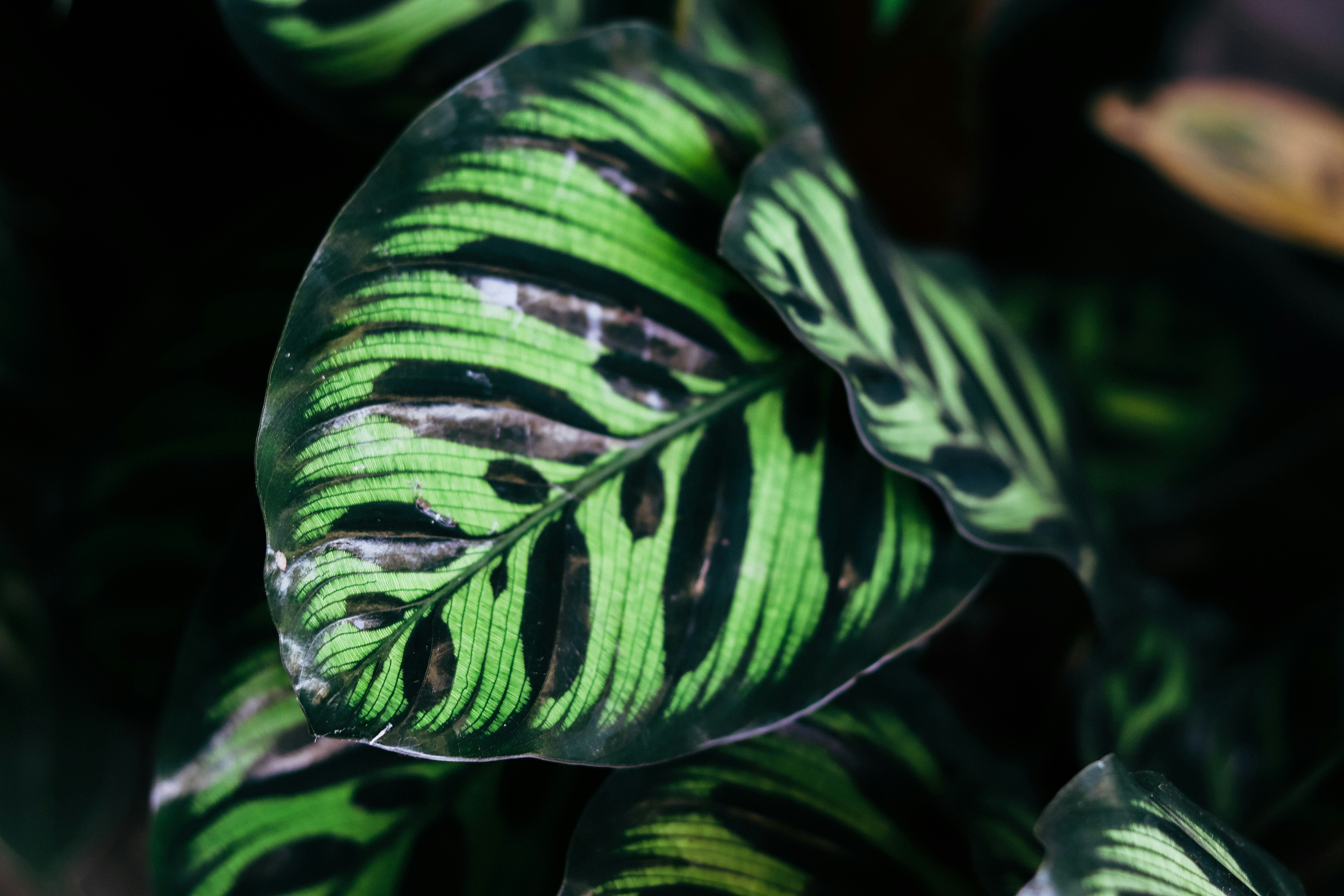 Photo by honeypoppet