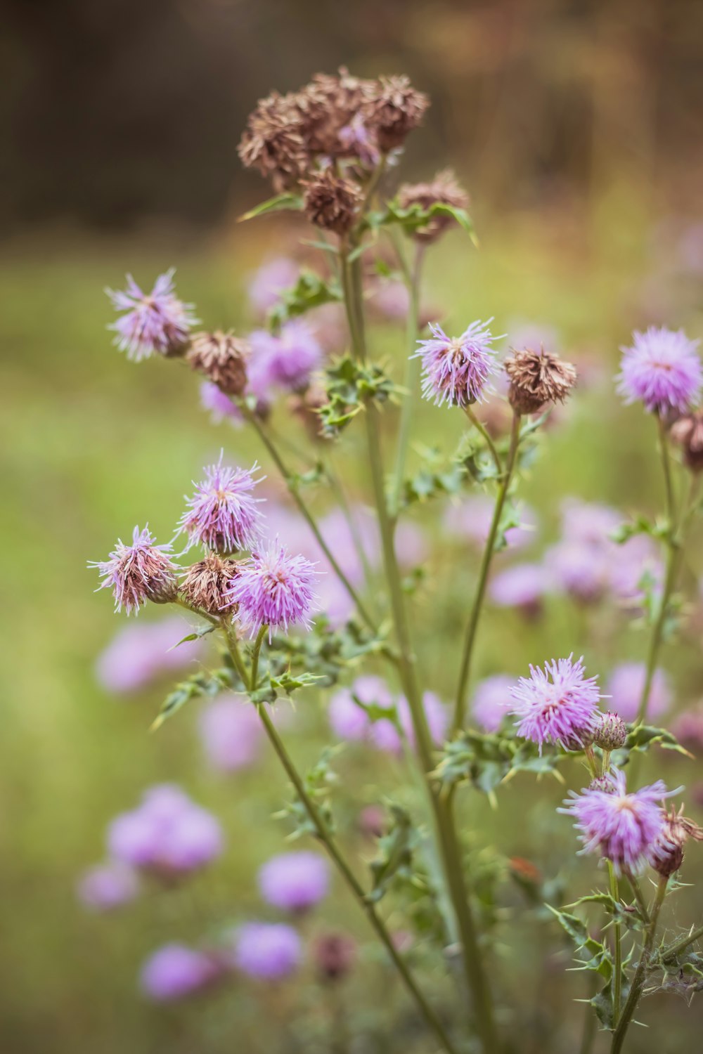 a close up of a bunch of flowers in a field