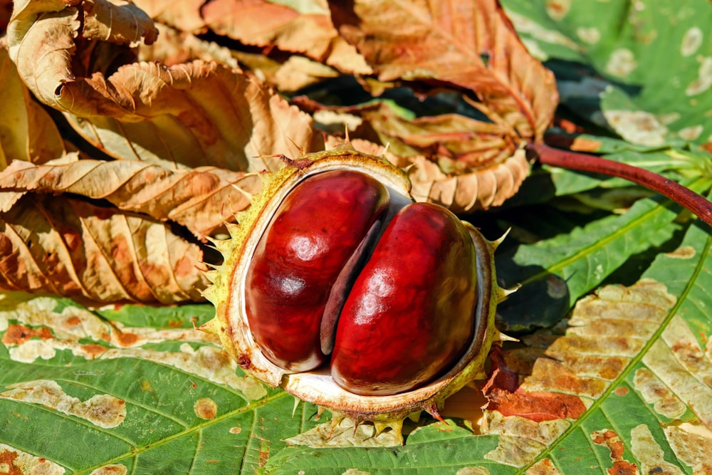 a couple of fruits that are on a leaf