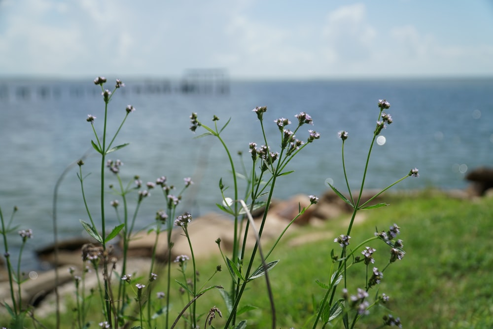 a close up of a plant near a body of water