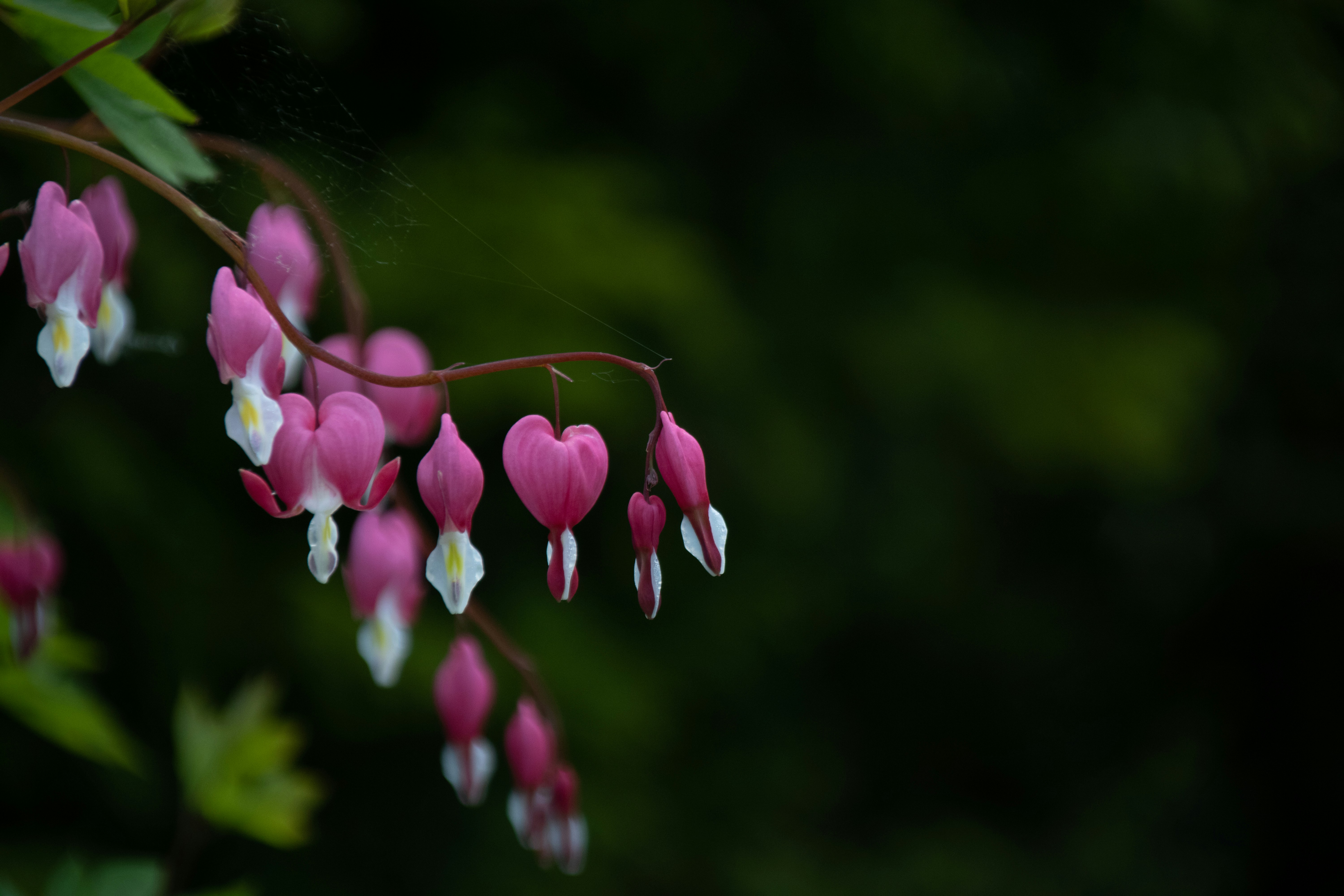 Photo by mirkofabian