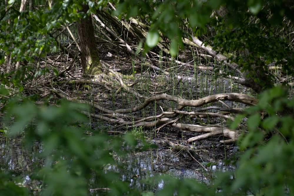 a bunch of branches that are in the water