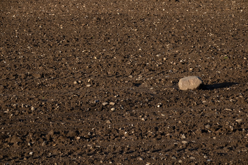 a rock in the middle of a dirt field