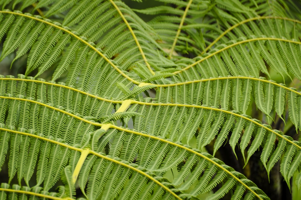 a close up view of a green plant