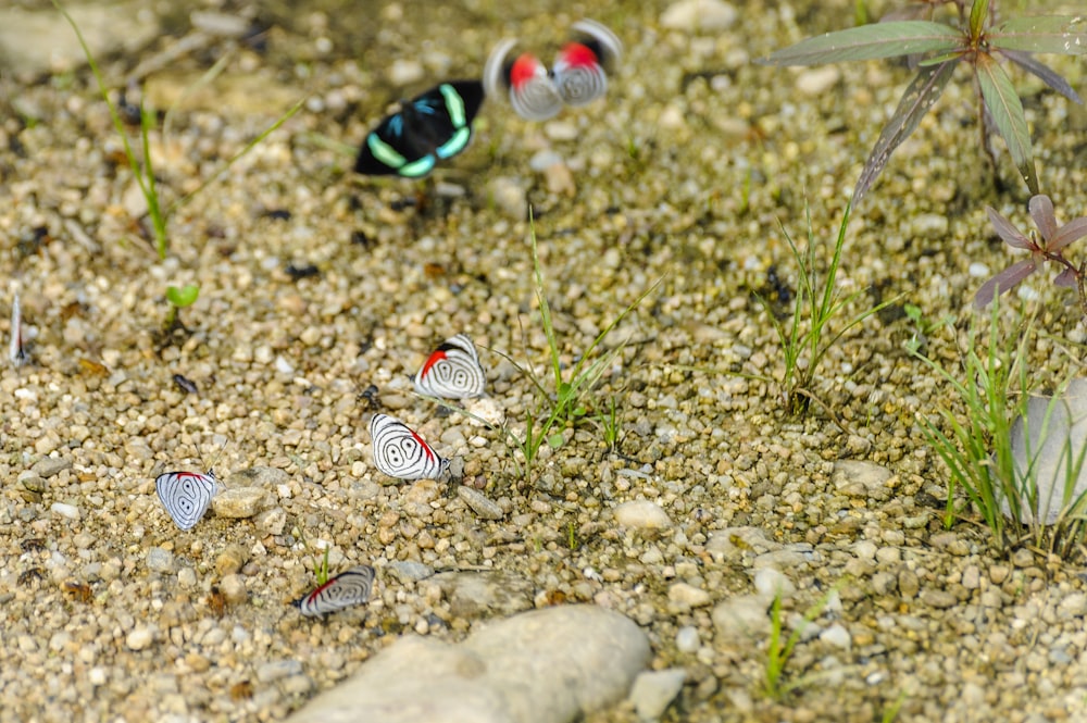 a group of small birds standing on top of a gravel covered ground