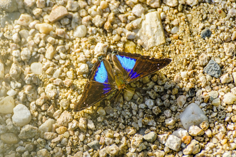 a blue butterfly sitting on a rocky ground