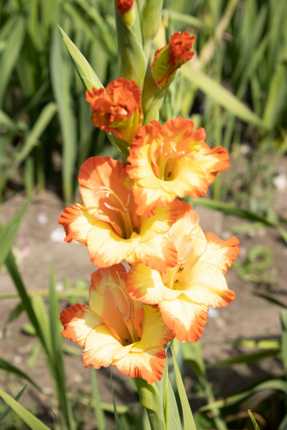 a close up of a flower in a field