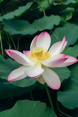 A soft pink lotus flower with the golden sun rising gently behind it, symbolizing new beginnings.