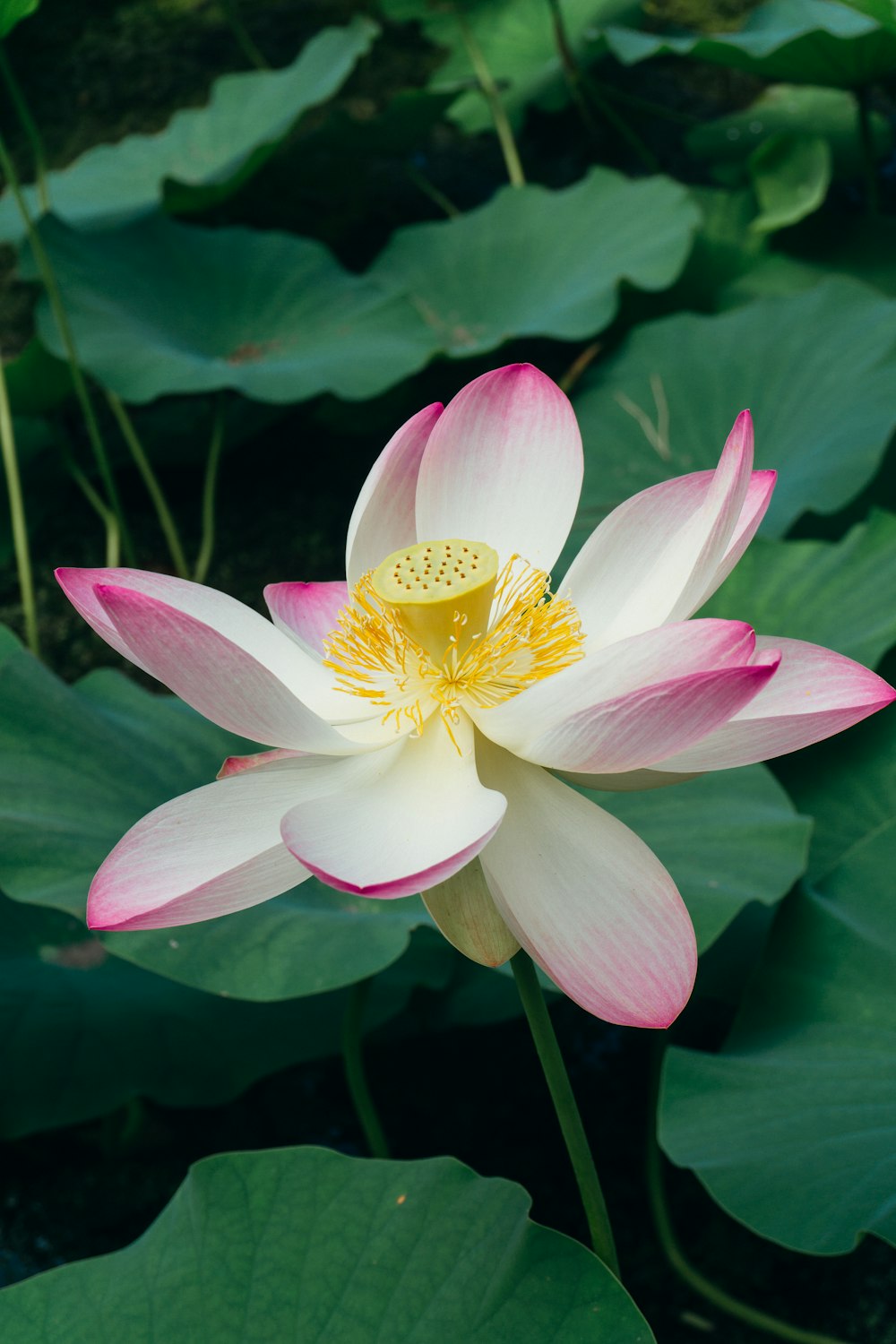 a white and pink flower with green leaves